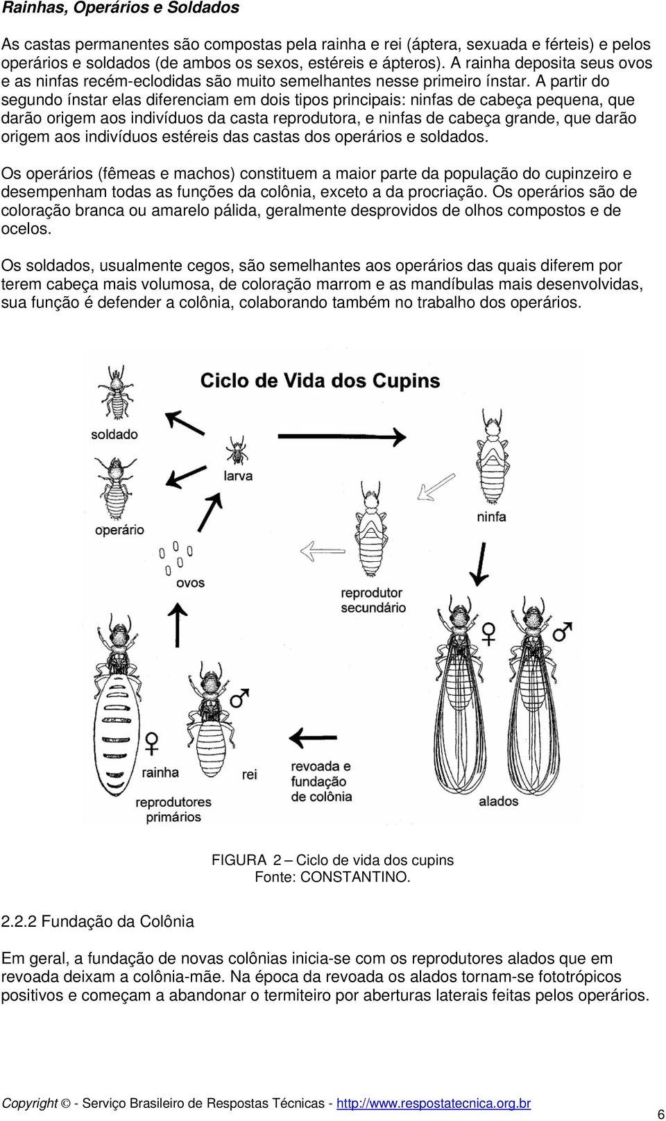 A partir do segundo ínstar elas diferenciam em dois tipos principais: ninfas de cabeça pequena, que darão origem aos indivíduos da casta reprodutora, e ninfas de cabeça grande, que darão origem aos