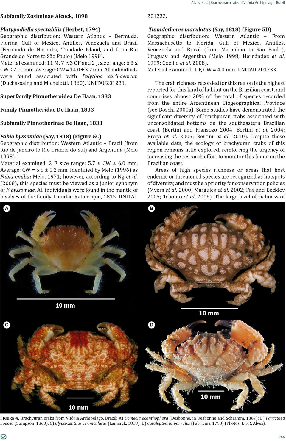 All individuals were found associated with Palythoa caribaeorum (Duchassaing and Michelotti, 1860). UNITAU201231.