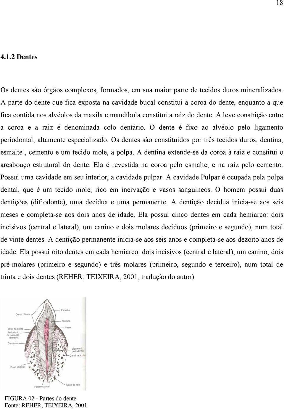 A leve constrição entre a coroa e a raiz é denominada colo dentário. O dente é fixo ao alvéolo pelo ligamento periodontal, altamente especializado.