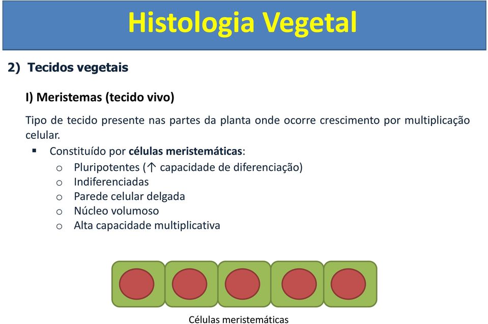 Cnstituíd pr células meristemáticas: Pluriptentes( capacidade de