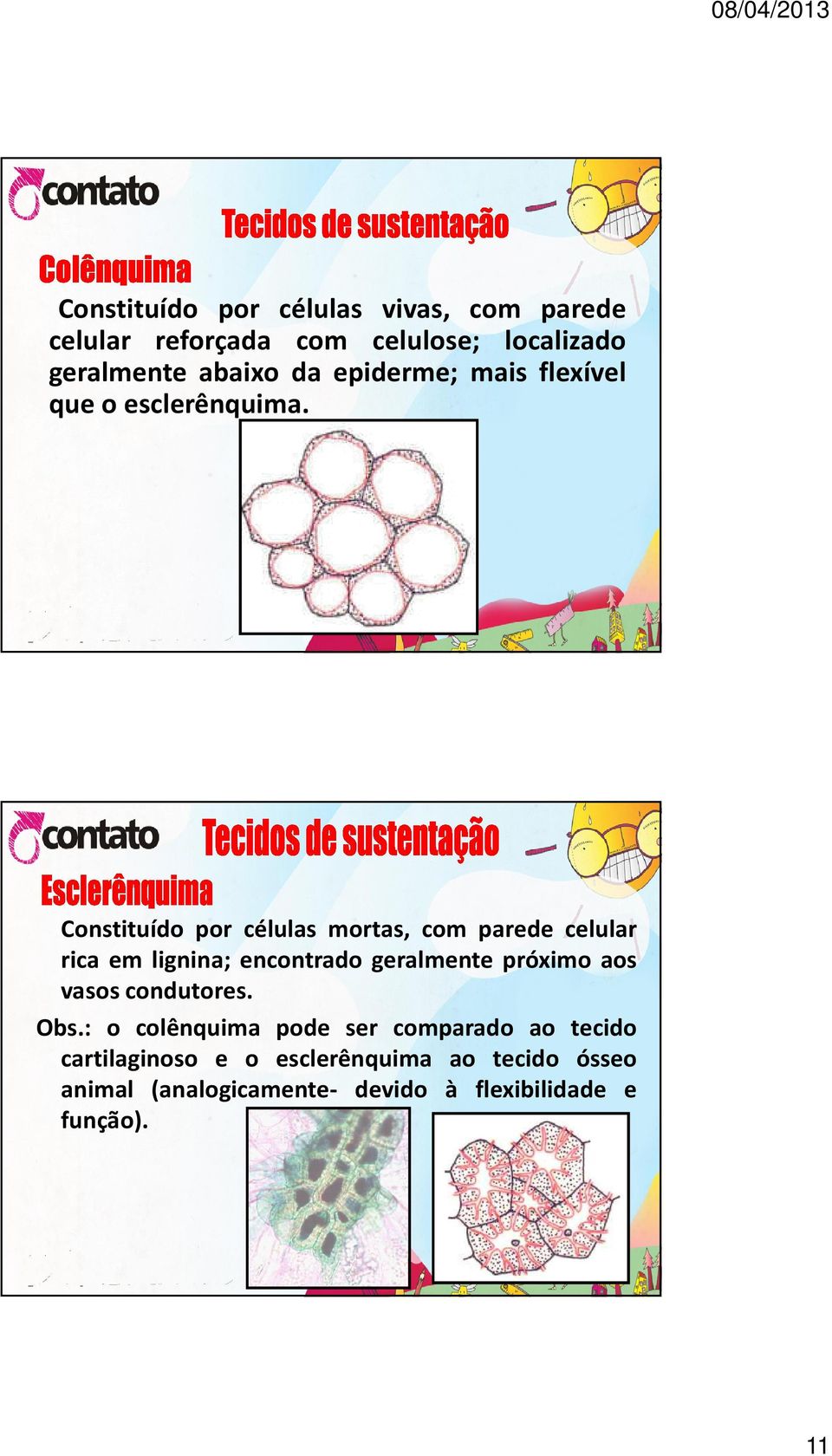 Constituído por células mortas, com parede celular rica em lignina; encontrado geralmente próximo aos