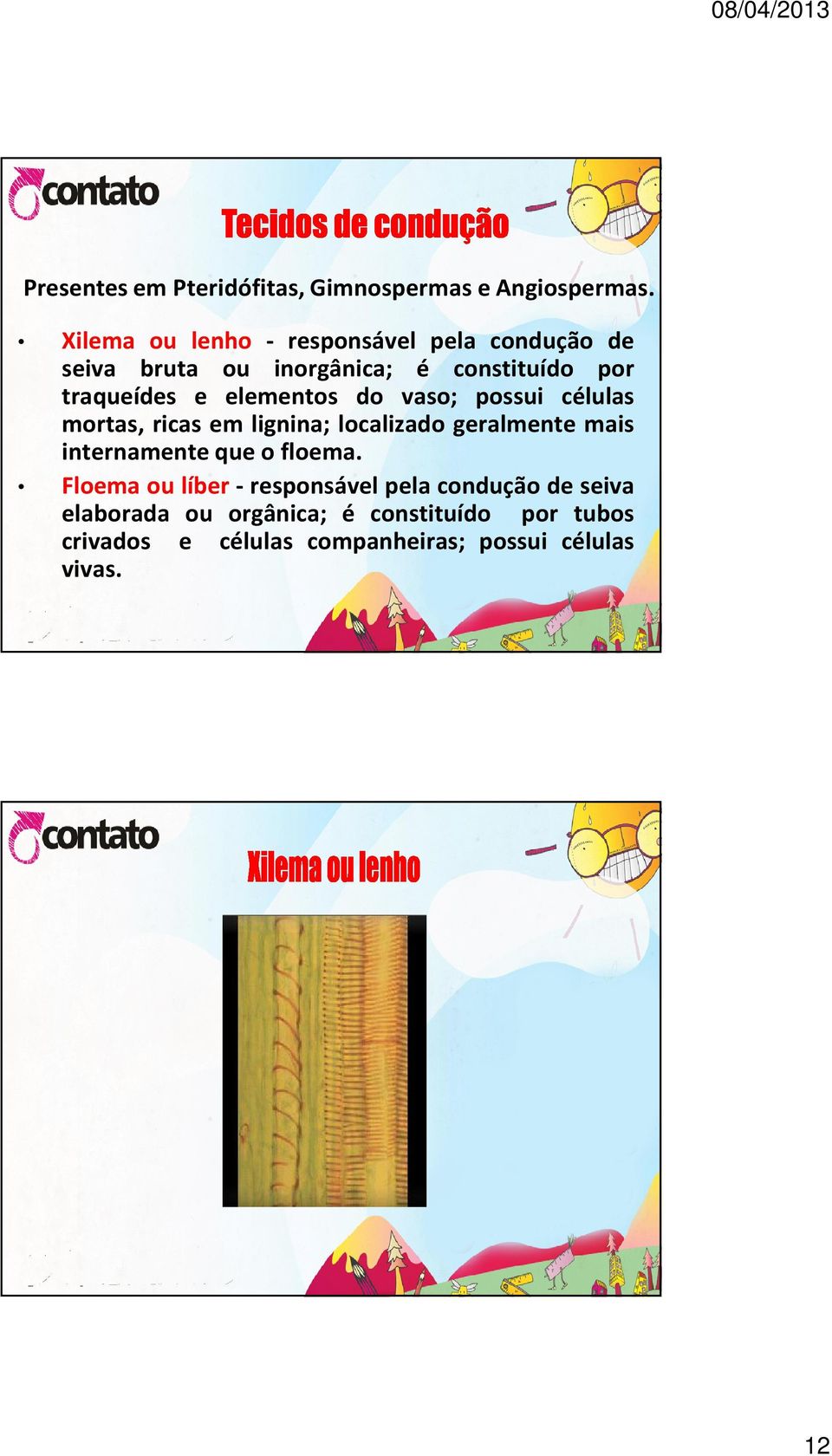 elementos do vaso; possui células mortas, ricas em lignina; localizado geralmente mais internamente que o