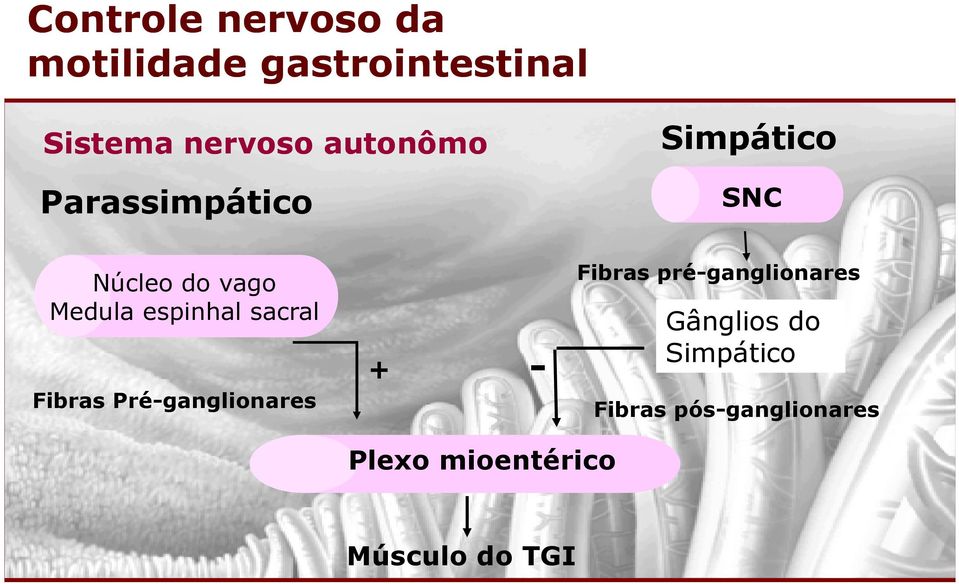 espinhal sacral Fibras Pré-ganglionares + - Fibras pré-ganglionares