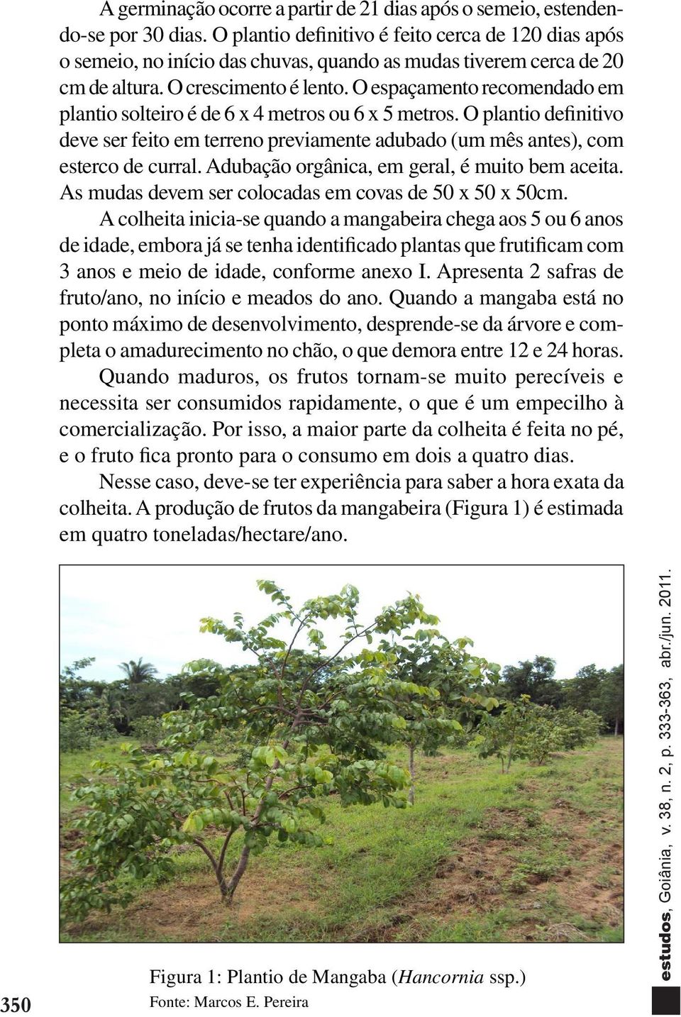 O espaçamento recomendado em plantio solteiro é de 6 x 4 metros ou 6 x 5 metros. O plantio definitivo deve ser feito em terreno previamente adubado (um mês antes), com esterco de curral.