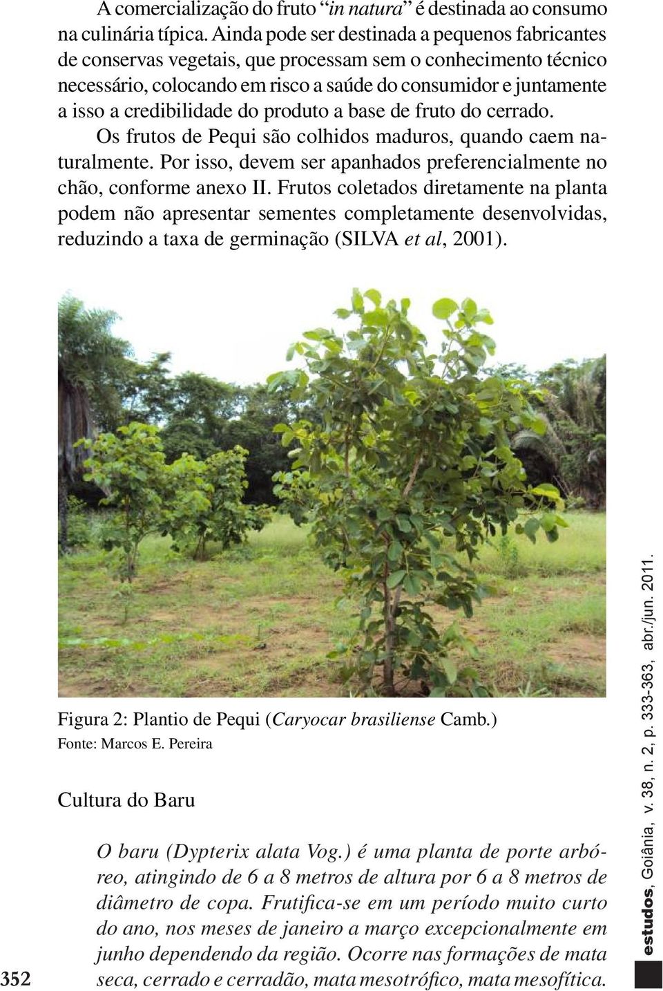 credibilidade do produto a base de fruto do cerrado. Os frutos de Pequi são colhidos maduros, quando caem naturalmente. Por isso, devem ser apanhados preferencialmente no chão, conforme anexo II.