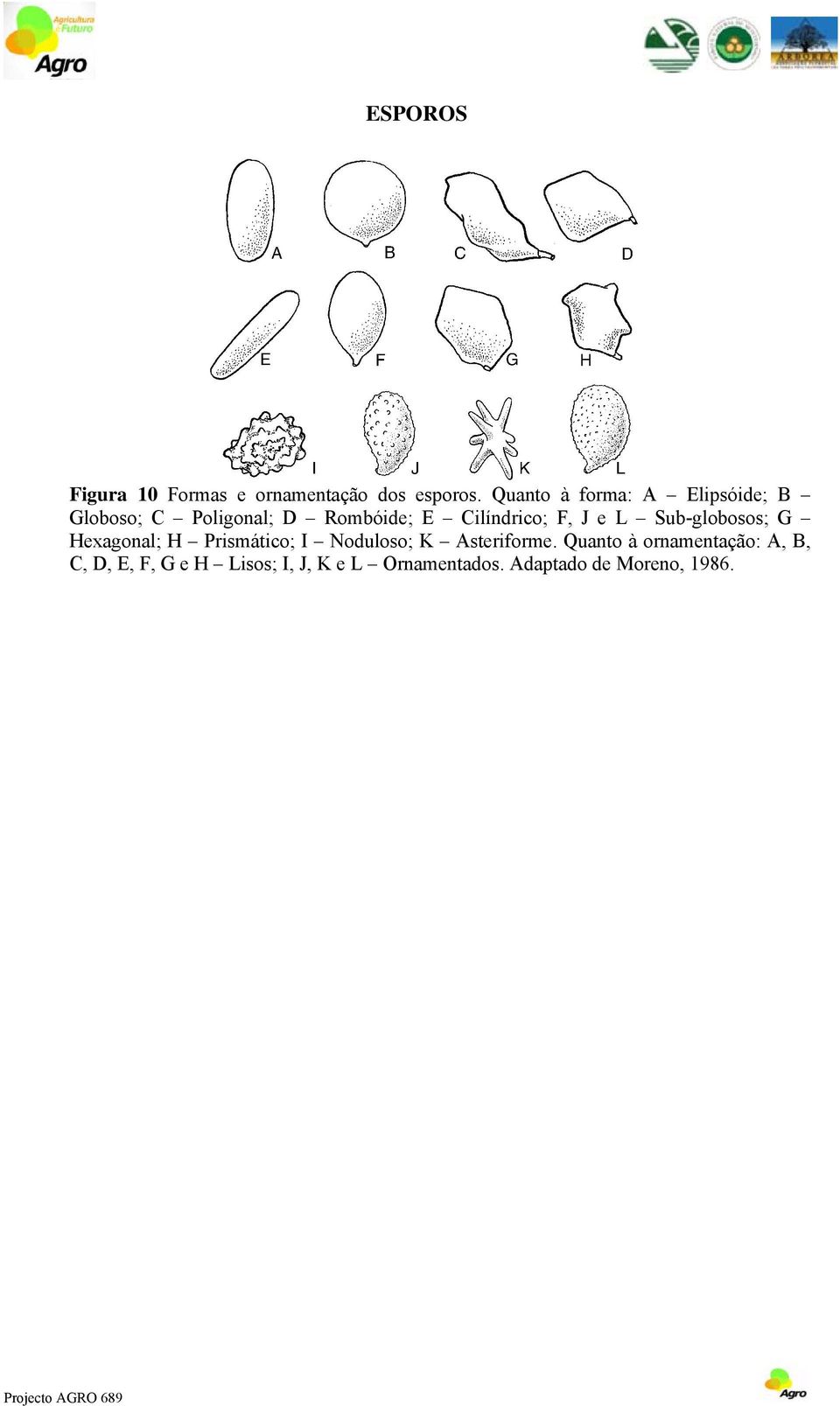 F, J e L Sub-globosos; G Hexagonal; H Prismático; I Noduloso; K Asteriforme.