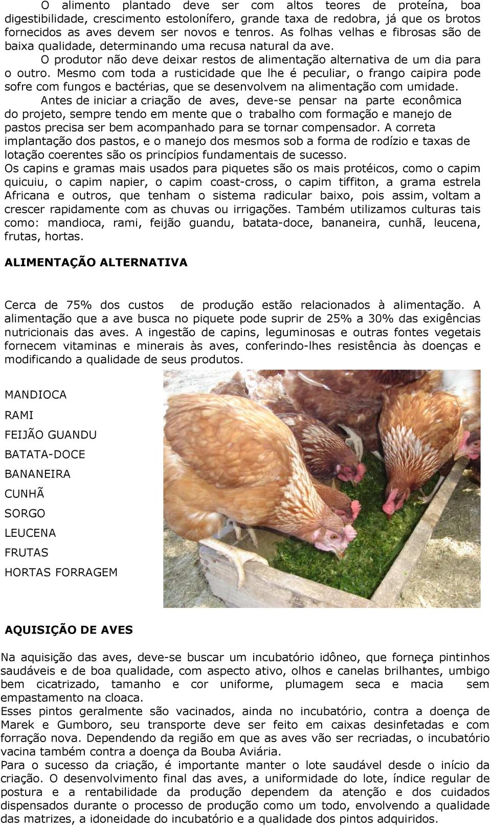 Mesmo com toda a rusticidade que lhe é peculiar, o frango caipira pode sofre com fungos e bactérias, que se desenvolvem na alimentação com umidade.