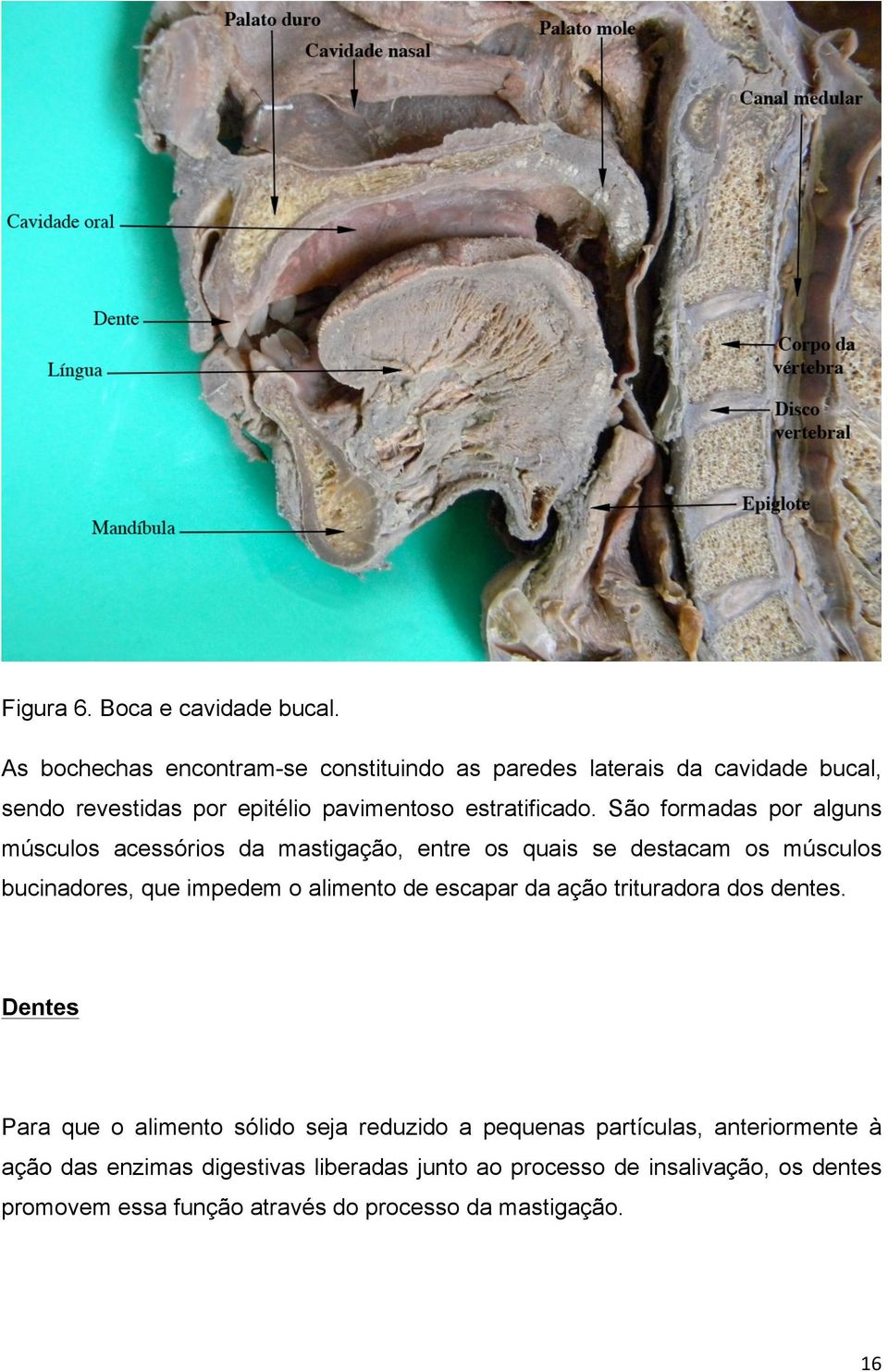 São formadas por alguns músculos acessórios da mastigação, entre os quais se destacam os músculos bucinadores, que impedem o alimento de