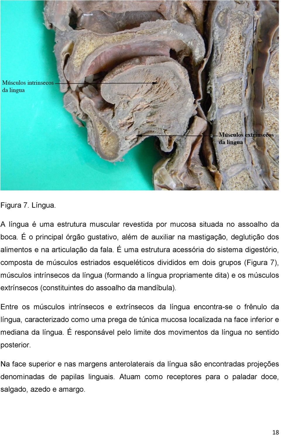 É uma estrutura acessória do sistema digestório, composta de músculos estriados esqueléticos divididos em dois grupos (Figura 7), músculos intrínsecos da língua (formando a língua propriamente dita)