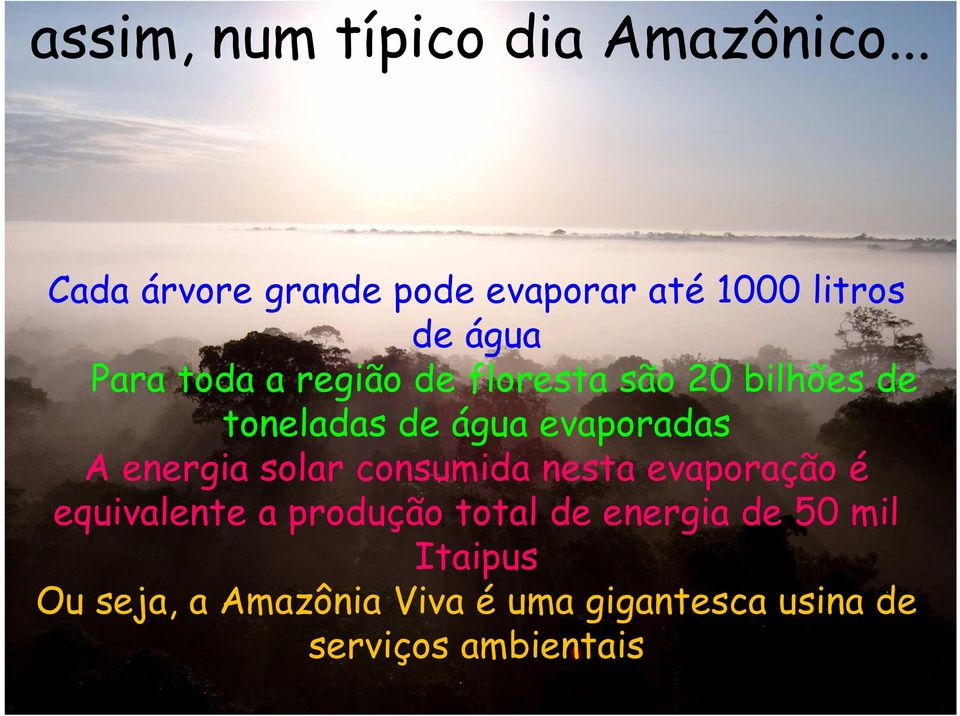 floresta são 20 bilhões de toneladas de água evaporadas A energia solar consumida