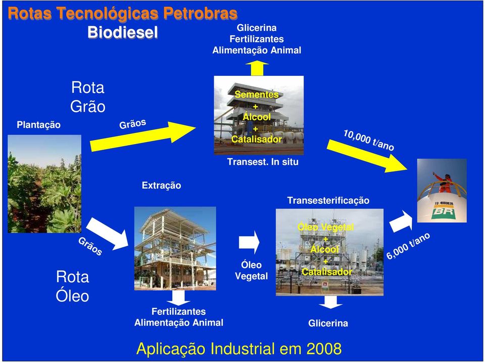 In situ Extração Transesterificação Grãos Rota Óleo Fertilizantes Alimentação Animal