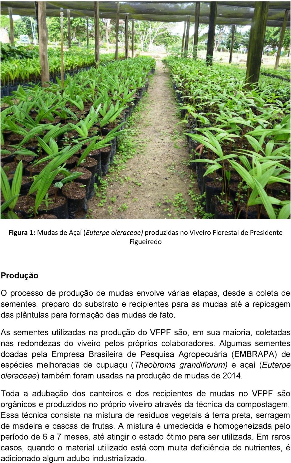 As sementes utilizadas na produção do VFPF são, em sua maioria, coletadas nas redondezas do viveiro pelos próprios colaboradores.