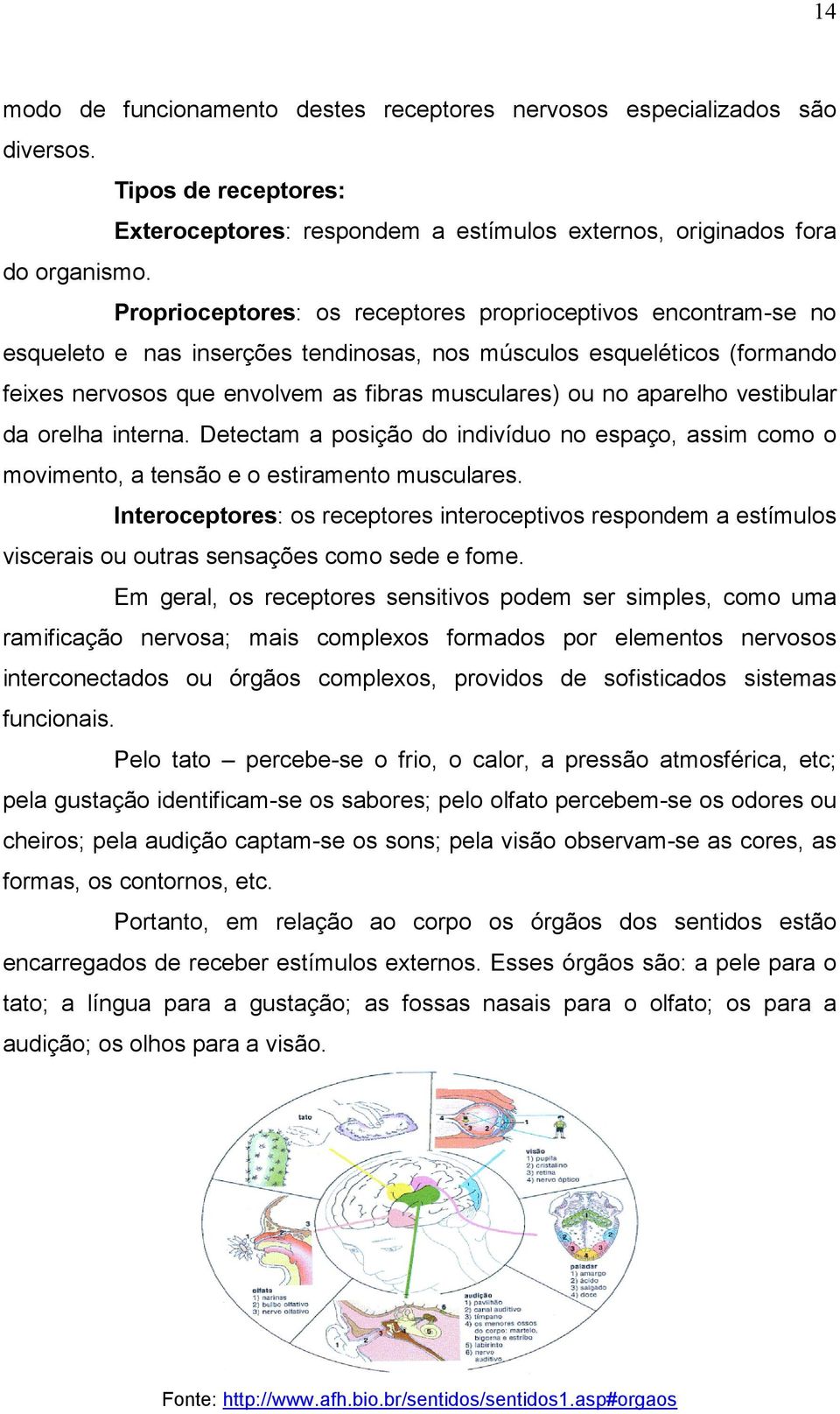 aparelho vestibular da orelha interna. Detectam a posição do indivíduo no espaço, assim como o movimento, a tensão e o estiramento musculares.