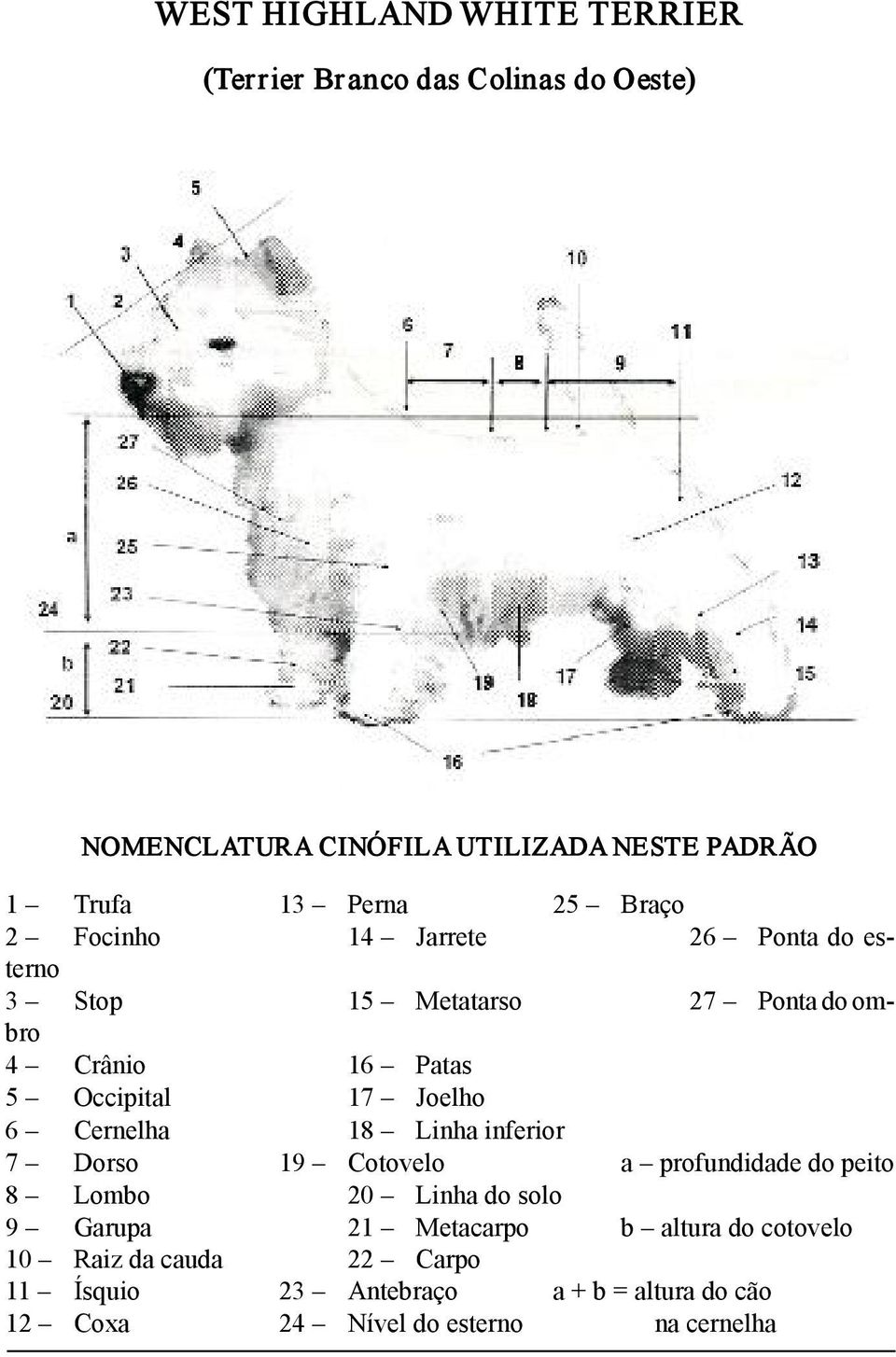 Joelho 6 Cernelha 18 Linha inferior 7 Dorso 19 Cotovelo a profundidade do peito 8 Lombo 20 Linha do solo 9 Garupa 21 Metacarpo