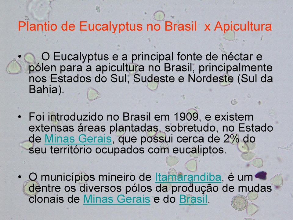 Foi introduzido no Brasil em 1909, e existem extensas áreas plantadas, sobretudo, no Estado de Minas Gerais, que possui