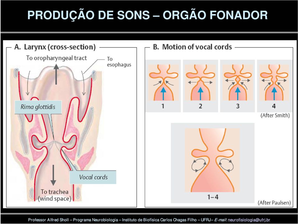 ORGÃO