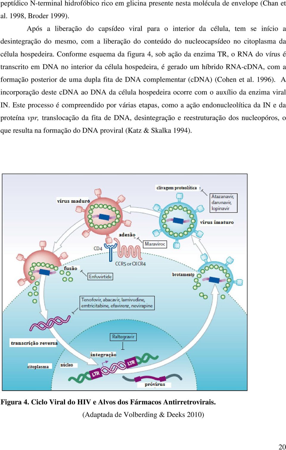 Conforme esquema da figura 4, sob ação da enzima TR, o RNA do vírus é transcrito em DNA no interior da célula hospedeira, é gerado um híbrido RNA-cDNA, com a formação posterior de uma dupla fita de