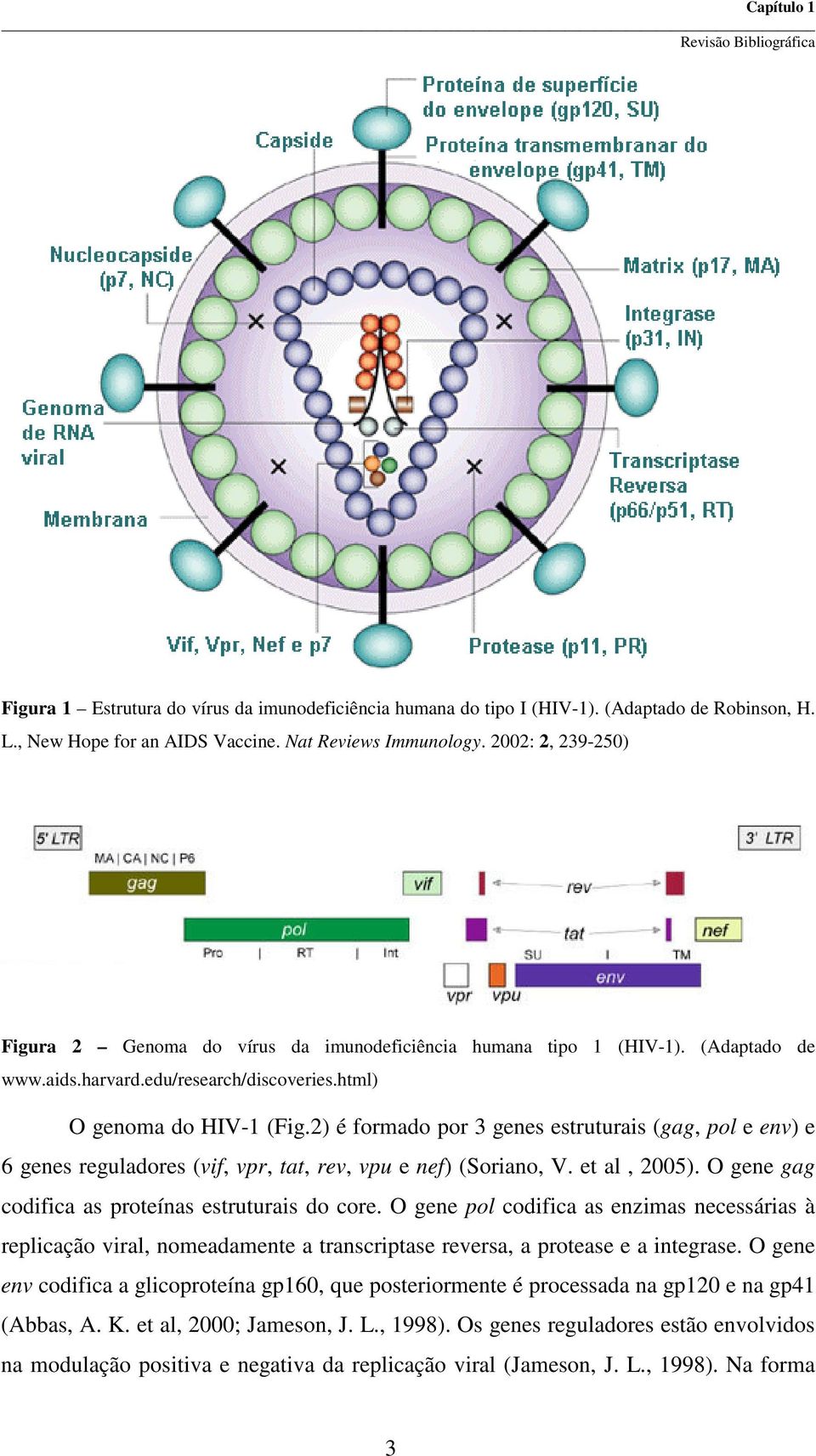 2) é formado por 3 genes estruturais (gag, pol e env) e 6 genes reguladores (vif, vpr, tat, rev, vpu e nef) (Soriano, V. et al, 2005). O gene gag codifica as proteínas estruturais do core.