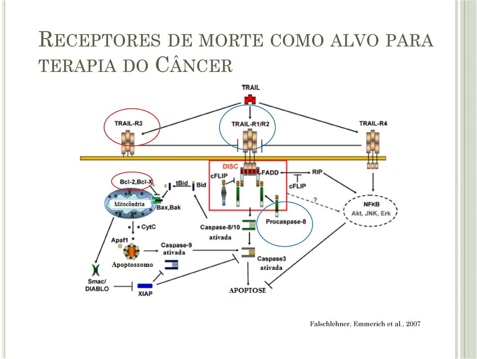 TERAPIA DO CÂNCER