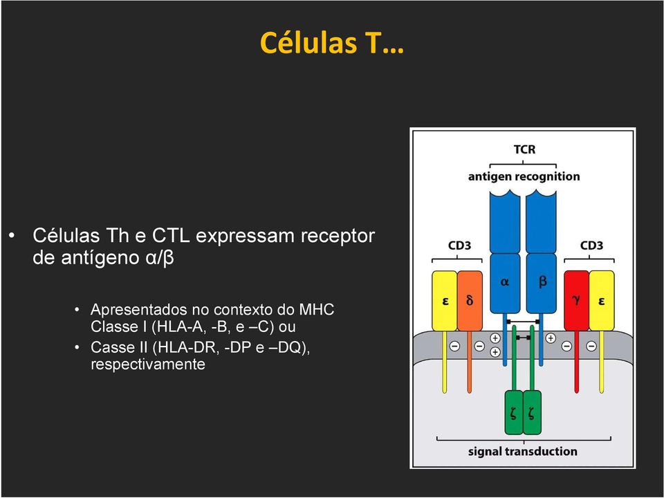 contexto do MHC Classe I (HLA-A, -B, e C)