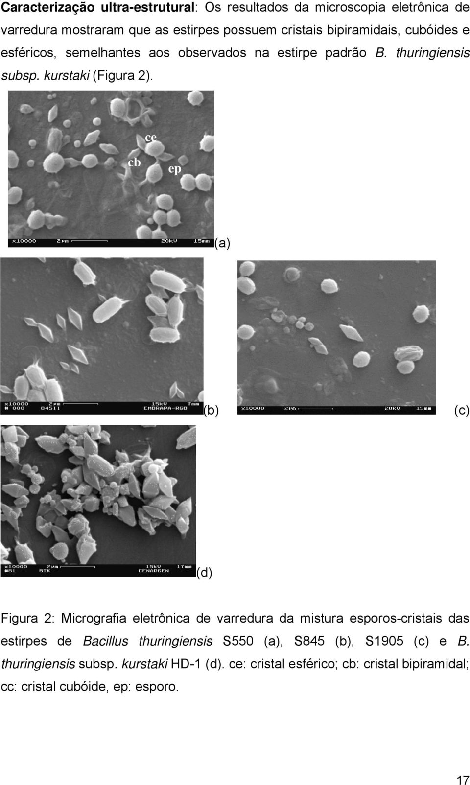 cc ce cb ep cb (a) (b) (c) (d) Figura 2: Micrografia eletrônica de varredura da mistura esporos-cristais das estirpes de Bacillus