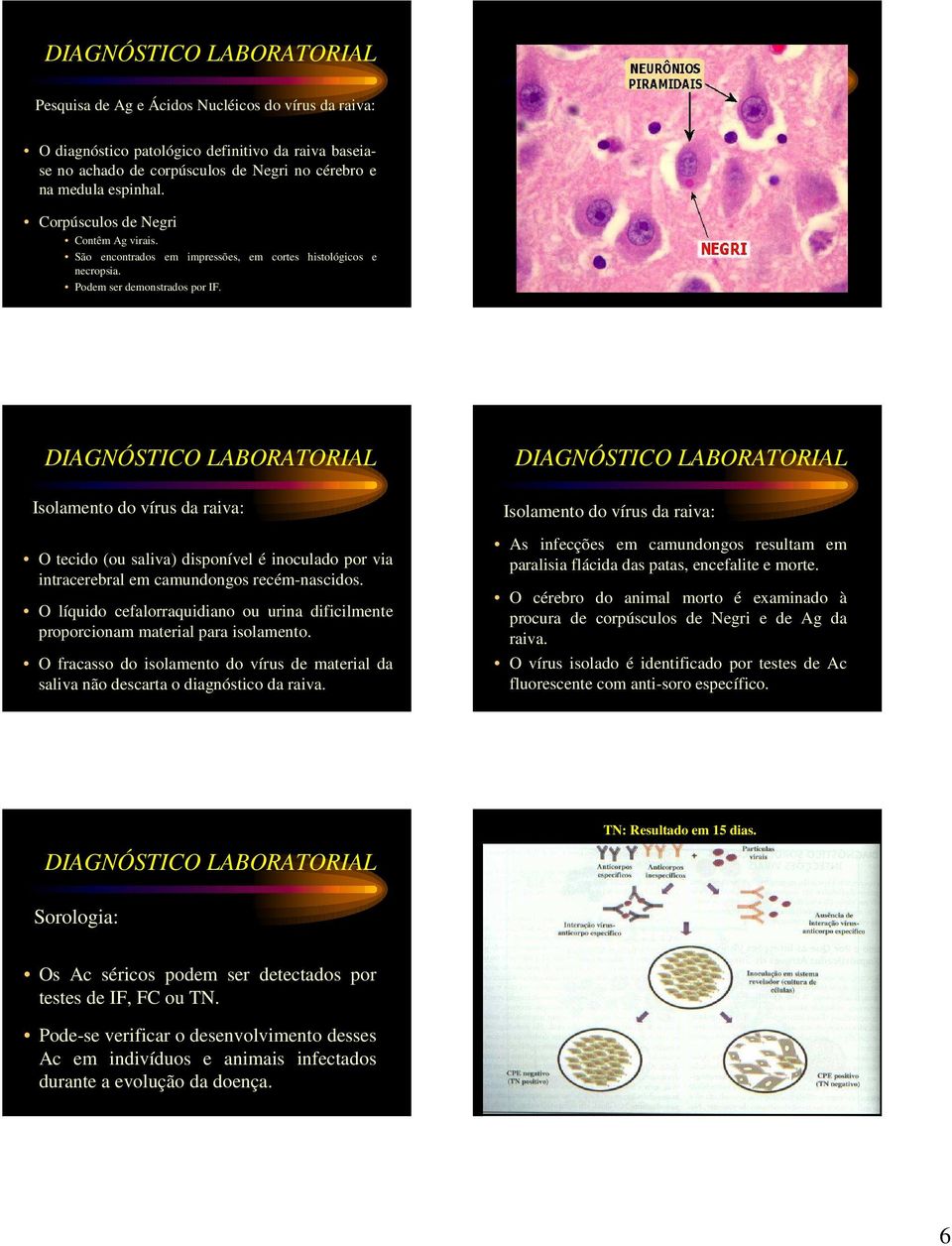 Isolamento do vírus da raiva: O tecido (ou saliva) disponível é inoculado por via intracerebral em camundongos recém-nascidos.