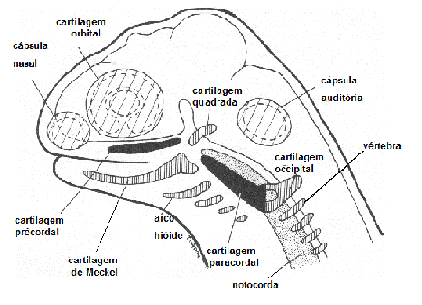 3 Figura 2. Plano geral do Condrocrânio mostrando as regiões onde se situam os centros de condrificação no crânio de um vertebrado. Fonte: Torrey, (1962).