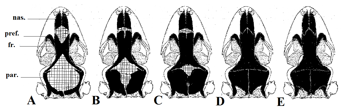 frontais na região anterior destes (Figs. 8C e 8D). Apenas nos espécimes adultos (N 12, 33) foi visualizado o completo fusionamento dos frontais (Fig. 8E). 20 Figura 8.