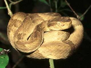 Bothrops