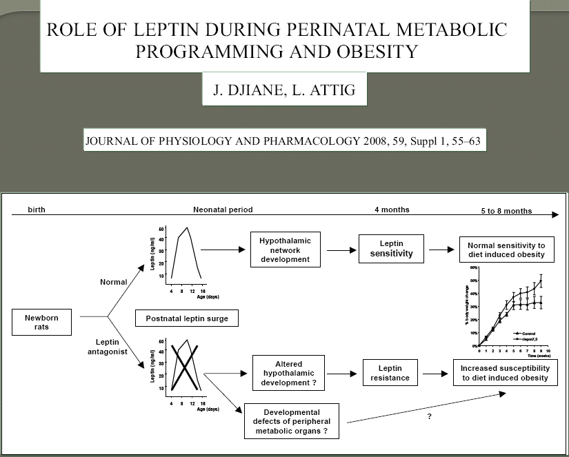 Hipótese: a função da leptina neonatal é diferente: - seria regular o set point homeostático do controle de peso - fisiologicamente: há um pico de leptina, seguido por queda - No PIG: o pico é mais