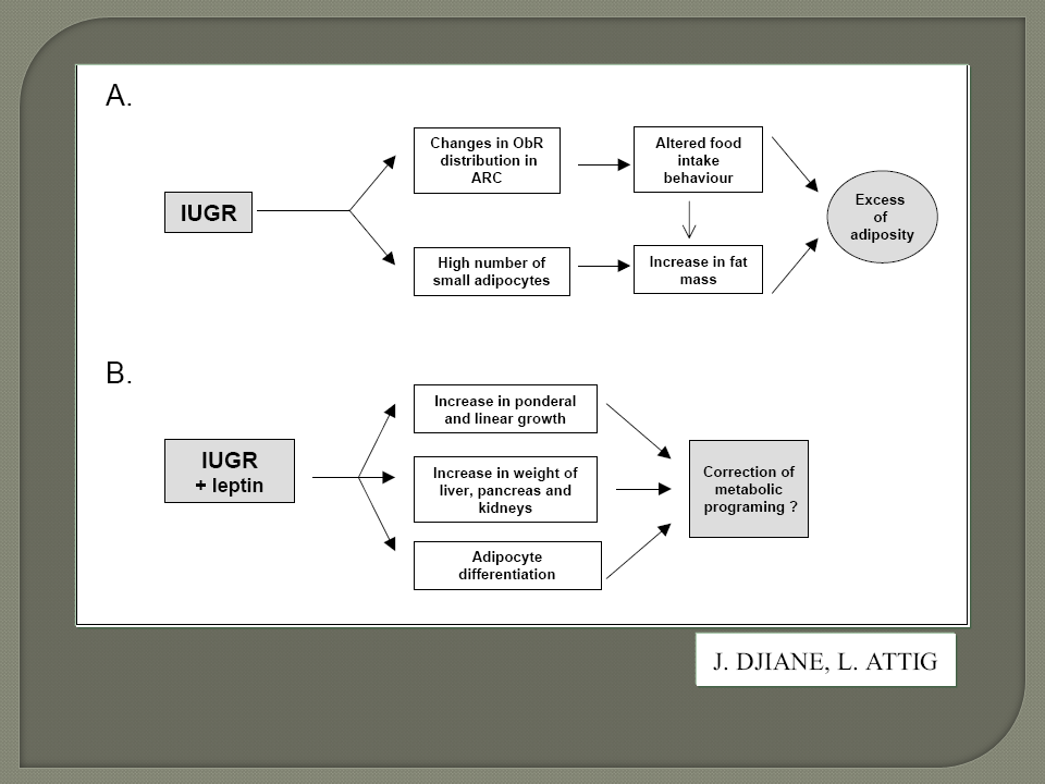 BMC Genomics, 2014 Estudos anteriores: tratamento neonatal com leptina: