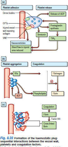 Av. Lab. da Hemostase e Trombose Adesão plaquetária: Quando há lesão da parede do vaso, as plaquetas entram em contacto e aderem ao colagénio e ao vwf que se encontra no subendotélio.