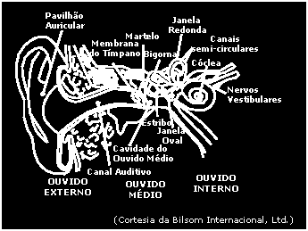 Constituição do Ouvido Humano JPT 3 Constituição do Ouvido Humano O ouvido é constituído por: 1. Ouvido externo (pavilhão auricular e canal auditivo externo) capta a energia sonora; 2.