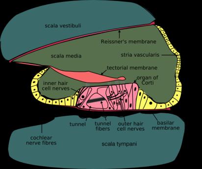 Funcionamento do Ouvido O órgão de Corti consiste num elemento sensorial de fibras ao longo da cóclea (células ciliadas).