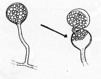 Reino Chromista - Classe Oomycetes Oomicetos Phytophthora sp.