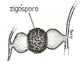 Zigomycetes Esporos: aplanósporos Formação do zigósporo