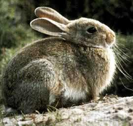 Lagomorfa