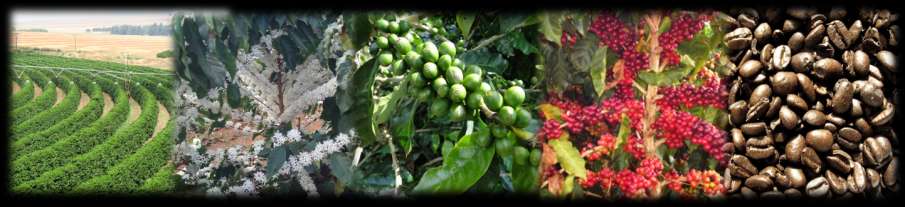 ADUBAÇÃO ORGÂNICA NA FORMAÇÃO E PRODUÇÃO DO CAFEEIRO EM SOLO DE CERRADO- LATOSSOLO VERMELHO DISTROFEERICO COM DOSES CRESCENTES DE ESTERCO DE CURRAL CURTIDO, ASSOCIADAS Á ADUBAÇÃO MINERAL REDUZIDA