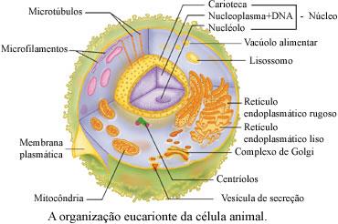 Origem das células eucariontes procarionte eucarionte O aparecimento de certas organelas e da membrana nuclear