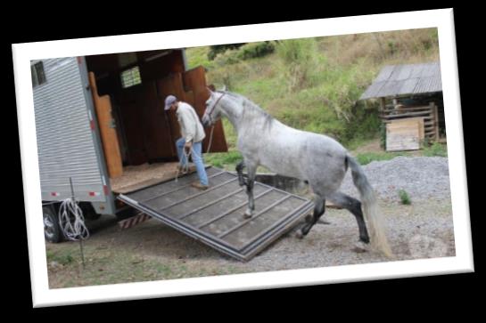 Vacina: Para participar de uma competição, o cavalo precisa ser vacinado dentro dos 12 últimos meses.