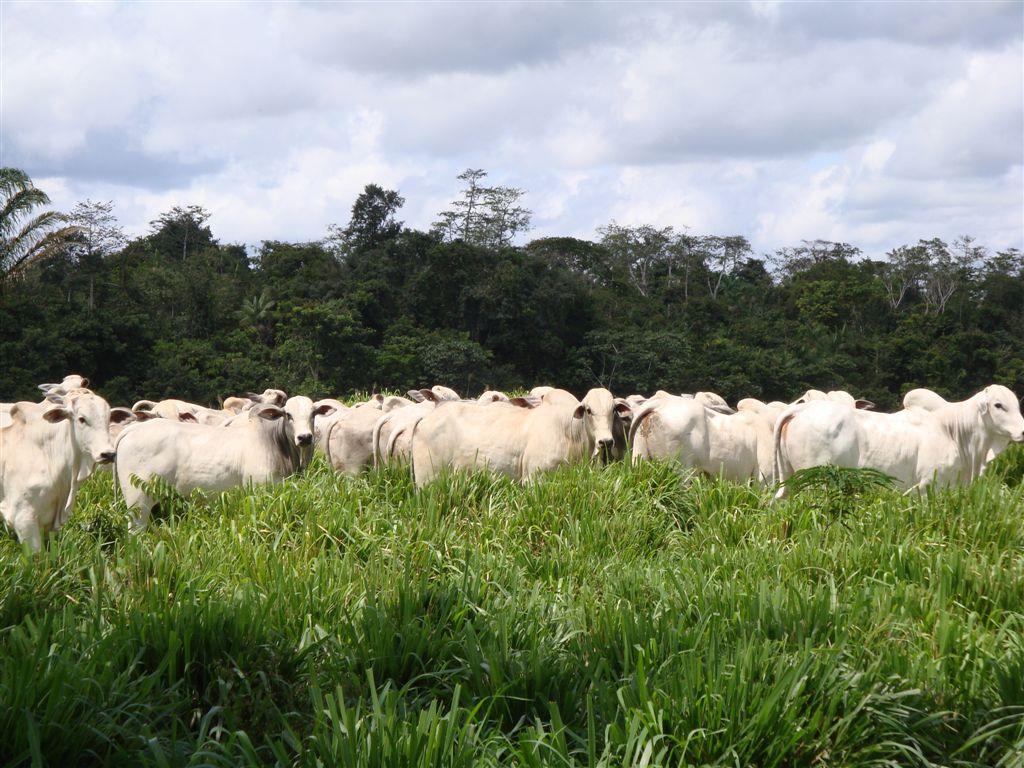 Mudança no paradigma de produção animal a pasto na Amazônia O grande desafio para a produção de bovinos a pasto na Amazônia é aumentar a eficiência = usar tecnologias de manejo mais intensivo da