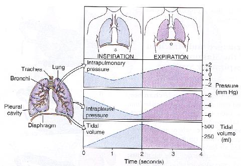 Ventilação pulmonar: A renovação do ar alveolar é assegurada pela ventilação pulmonar, que se realiza através dos movimentos respiratórios: inspiração e expiração.