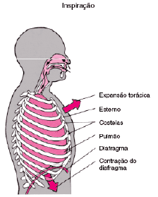 Contração do diafragma e dos músculos intercostais; 2. O diafragma baixa, o esterno é projetado; as costelas movem-se para fora e para cima; 3. Aumenta o volume da caixa torácica; 4.