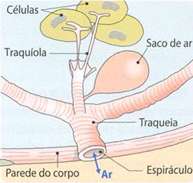 As traquíolas possuem o fluido necessário às trocas gasosas Fornecimento de oxigénio