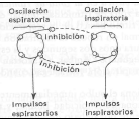 Área bulbar da ritmicidade (bolbo) Histofisiologia Animal (2010-2011) Desta forma, a diminuição da saturação será maior do que a prevista (este efeito duplica o transporte / libertação / captação de