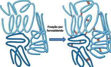 htm O formaldeído fomenta assim alterações na conformação das proteínas que resultam na inativação das enzimas, sabendo-se que os compostos resultantes dos processos de fixação diferem dos compostos