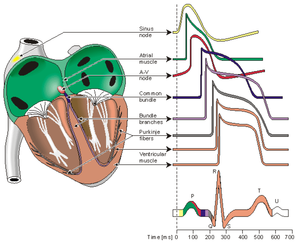 Figura 2. Representação do funcionamento autonómo cardíaco e identificação com os registros do ECG (Retirada de Guidelines Kubios HRV Version 2.0. Outubro, 2008.