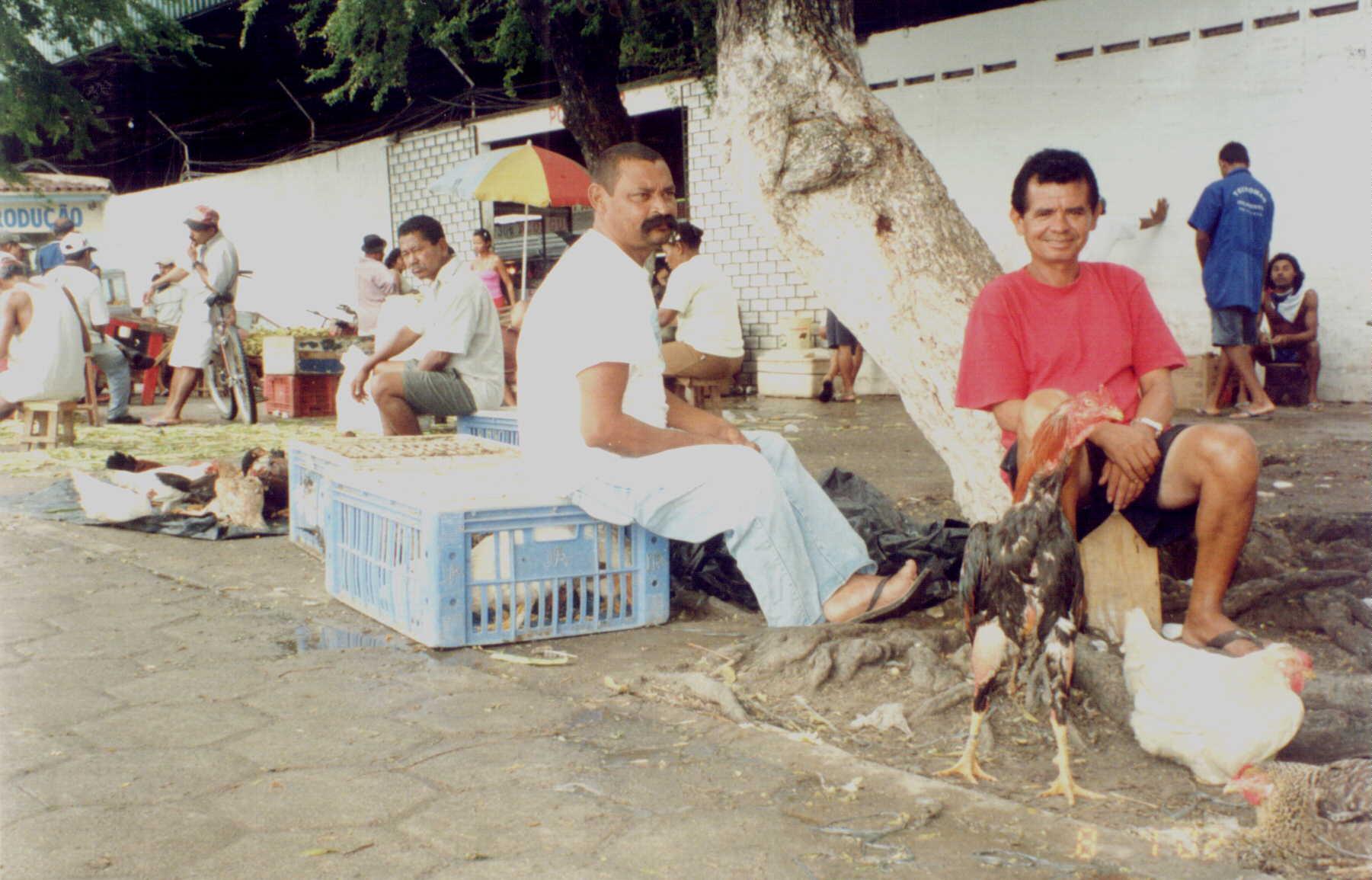 Comércio de Aves Vivas: Condições de