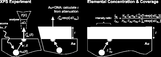 Pode ser feita a dedução das unidades da viscosidade: Quanto maior for a reticulação/cross linking do polímero, maior será a viscosidade.