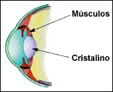 Objetos próximos = menor distância focal = cristalino